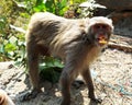 Monkey or simians standing and eating