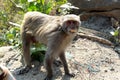 Monkey or simians standing Royalty Free Stock Photo