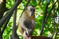 Monkey singing Royalty Free Stock Photo