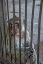 Monkey sit behind the cage Royalty Free Stock Photo