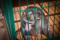Monkey sit in a cage Royalty Free Stock Photo