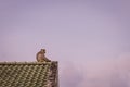 Monkey sit on the edge of house roof with her baby during twilight sky time, lonely feel, copy space