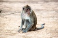 A monkey sit on the ground Royalty Free Stock Photo