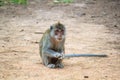 A monkey sit on the ground Royalty Free Stock Photo