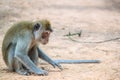 A monkey sit on the ground Royalty Free Stock Photo