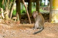 Monkey sit of the ground near human house and look at camera with wonder emotion Royalty Free Stock Photo