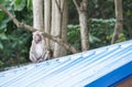 Monkey sit and sleep on the roof Royalty Free Stock Photo