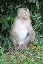 monkey sitdown in front of forest. Royalty Free Stock Photo