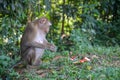 Monkey sitdown and look Garbage in side forest. Royalty Free Stock Photo