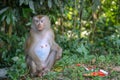 Monkey sitdown near Garbage in side forest. Royalty Free Stock Photo