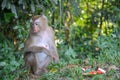 Monkey sitdown near Garbage in side forest. Royalty Free Stock Photo