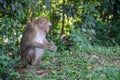 Monkey sitdown in side forest Royalty Free Stock Photo