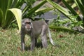Monkey sitdown in side the garden Royalty Free Stock Photo