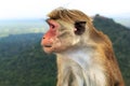 Monkey sits on the background of the mountains. Closeup Royalty Free Stock Photo