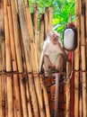 Monkey sits on bamboo fence