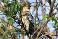 A monkey sits on the branch of a tree Royalty Free Stock Photo