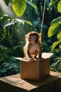 Adorable Baby Monkey Playing in Cardboard Box Royalty Free Stock Photo