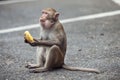 monkey sits and eats banana Royalty Free Stock Photo