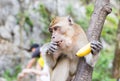 The monkey sits and eats banana Royalty Free Stock Photo