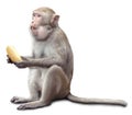 Monkey sits and eats banana Royalty Free Stock Photo