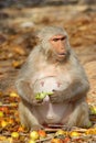 Monkey sits and eats fruit, India.