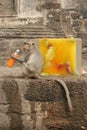 A monkey sits next to a block of ice filled with food and flowers