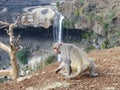 Monkey in Waterfall Royalty Free Stock Photo
