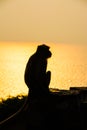 Monkey with sunshine in the evening. Royalty Free Stock Photo