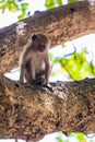 The monkey sits on a thick branch of a tree and looks somewhere Royalty Free Stock Photo