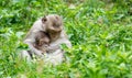 The monkey sits to feed his baby from the breast