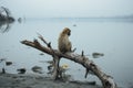 a monkey sits on a tree branch in front of a body of water Royalty Free Stock Photo