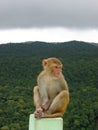 Monkey sitted on a rock