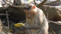 monkey is sitting against the backdrop of jungle roots and eating a banana