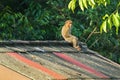Monkey sitting all alone on the high roof with sun on its face, Royalty Free Stock Photo