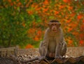 Monkey Sitting Alone and Starring At You