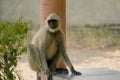 Monkey sitting alone and Thinking Royalty Free Stock Photo