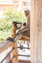 Monkey Sitting on Balcony