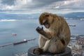 Monkey is sitting on balcony and looking at bay of Gibraltar .