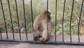 Monkey sitting between bars of the fence. Gibraltar