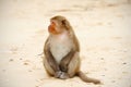 Monkey sitting on the beach, relaxed, observing Royalty Free Stock Photo