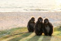 Monkey sitting on the beach with the sunlight reflection in the morning,Dusky langur Royalty Free Stock Photo
