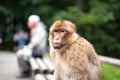 monkey sitting on bench next to human animal love activists species close concept space for text meaning Royalty Free Stock Photo