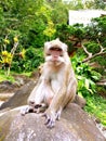 A monkey sitting on a big stone on Merapi National Park