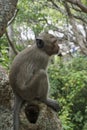 A monkey sitting on the big tree, the background is green leaves do not focus. Side of the macaques Royalty Free Stock Photo