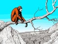 A Monkey Sitting On A Branch - Alone adult chimp sitting on a cliff and thinking Royalty Free Stock Photo