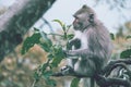 Monkey sitting on a branch