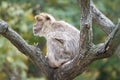 Monkey sitting branch k profile concept being ignored Royalty Free Stock Photo