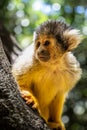 a monkey climbs on a branch