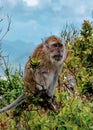 Monkey sitting on a branch Royalty Free Stock Photo