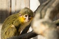 A monkey sitting among the branches. Royalty Free Stock Photo